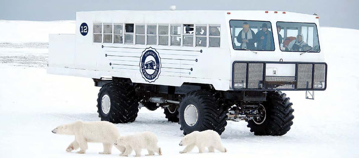 Electric Polar Bus