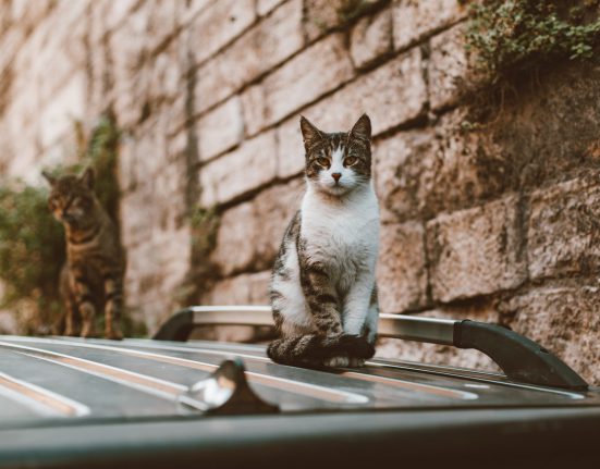 Cats on top of car