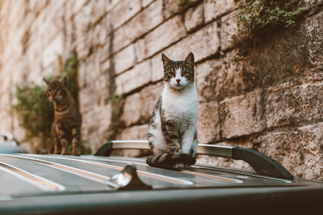 Cats on top of car